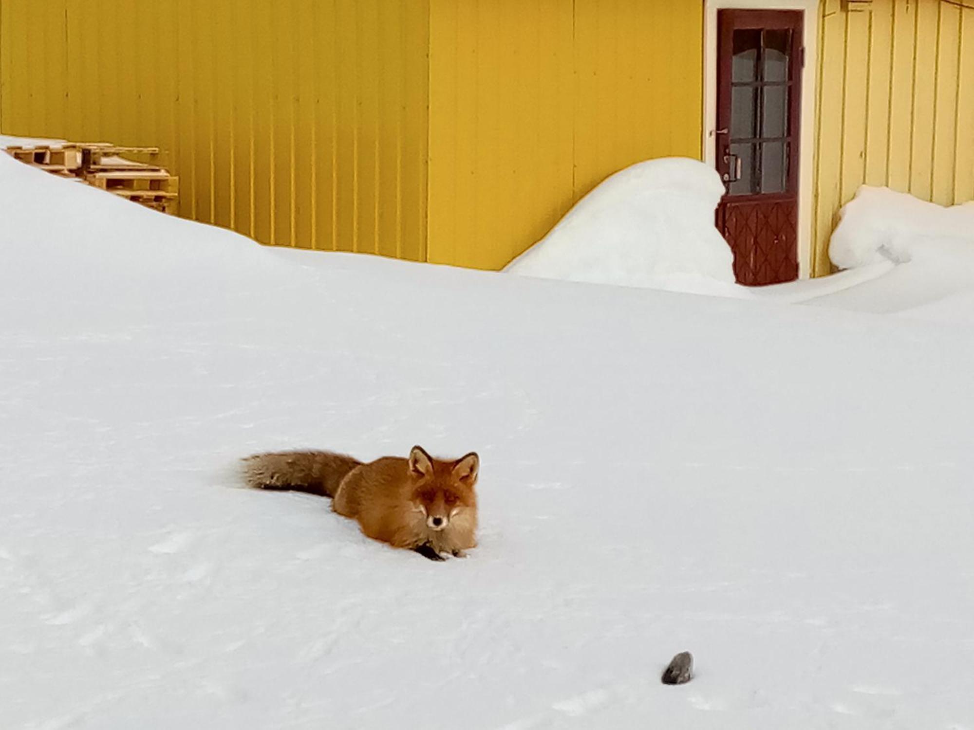 Kongsfjord Holiday Home Kültér fotó